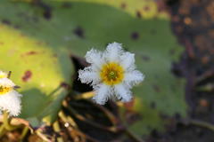 Nymphoides indica